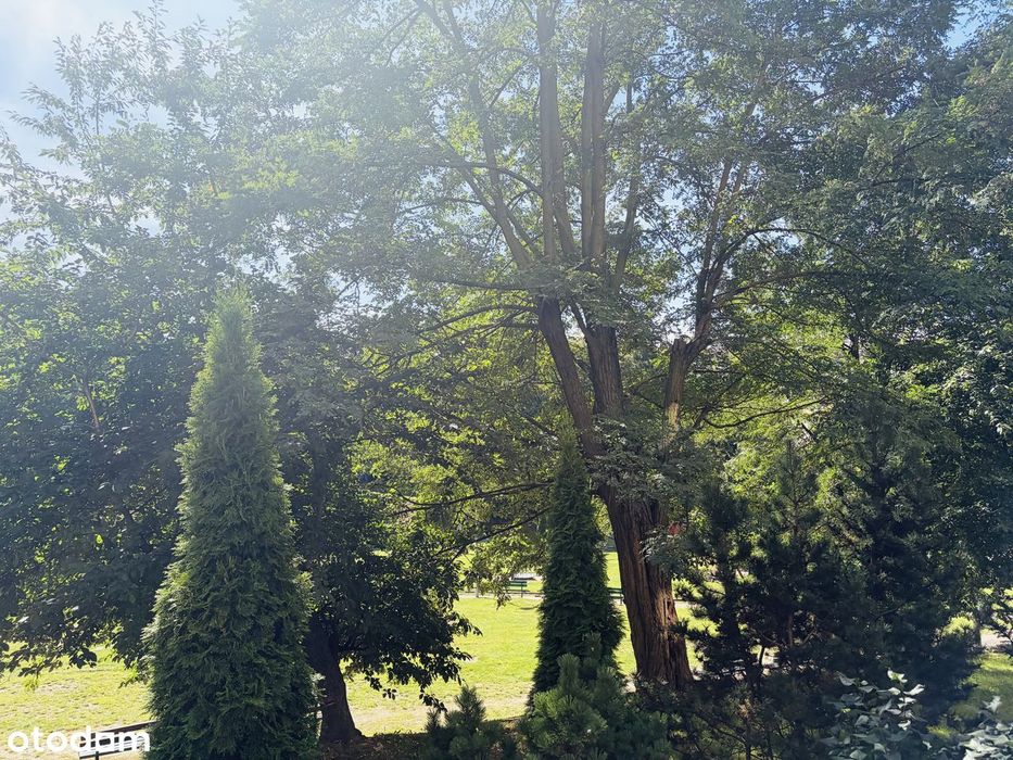 Mieszkanie 3-pokojowe na ul. Stolema z widokiem na park