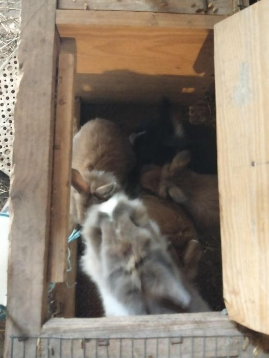 Coelhos anões com 2 meses