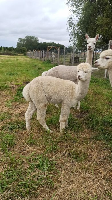 Alpaka samiec na sprzedaż