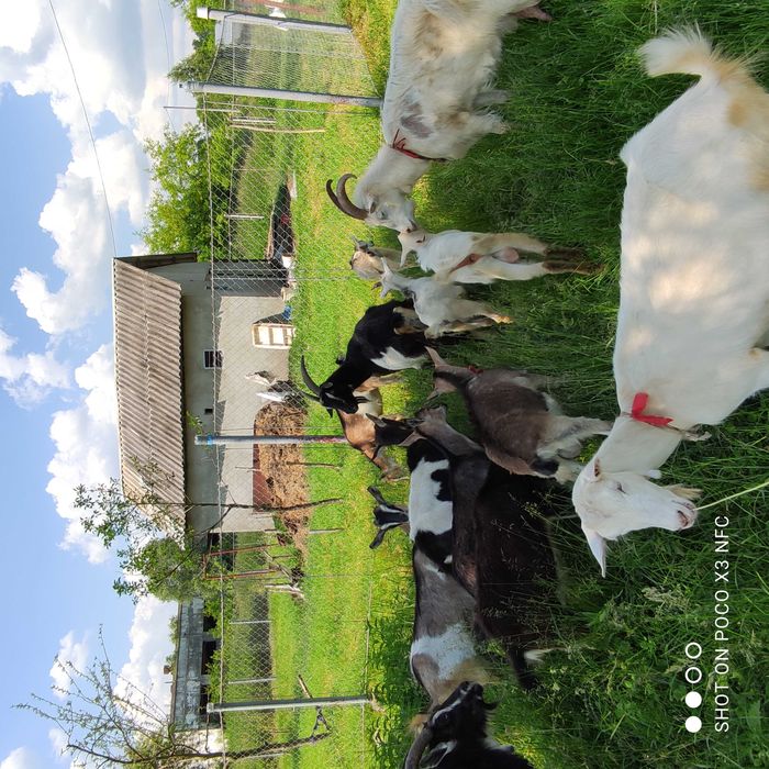 Продаю дійні кози