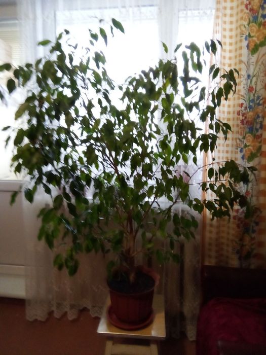 Фикус Бенджамина