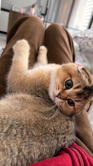 Золота шиншила, котик