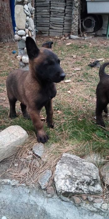 Щенки малинуа бельгийская овчарка! Питомник предлагает супер щеночков