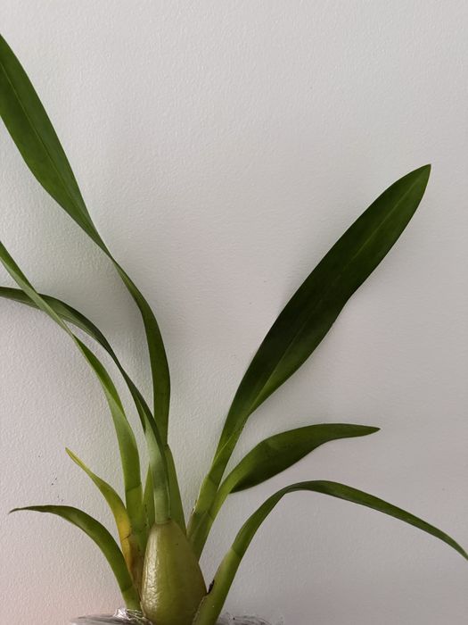 Orquideas cambria e oncidium