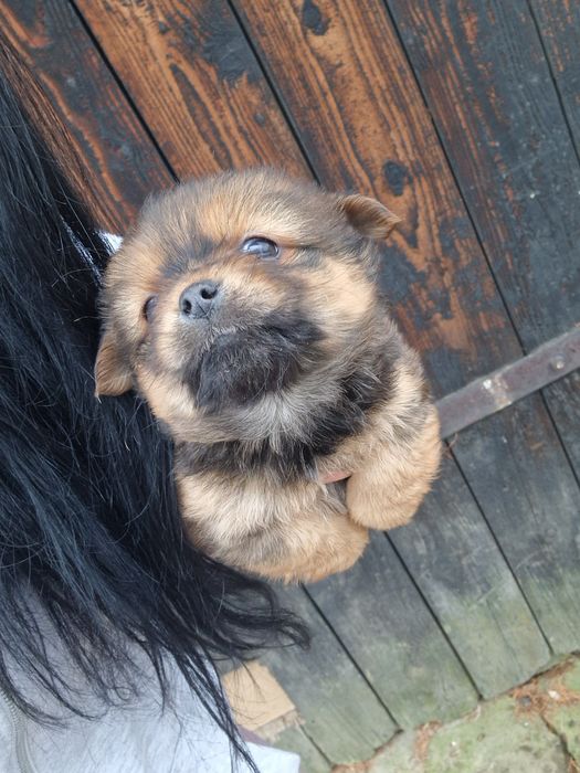 Oddam za darmo szczeniaczki!