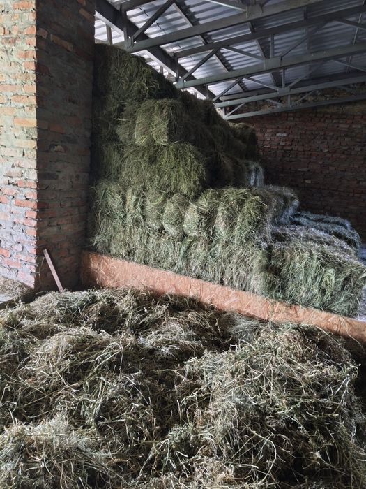 Продам сіно  ! Затюковане! Опт