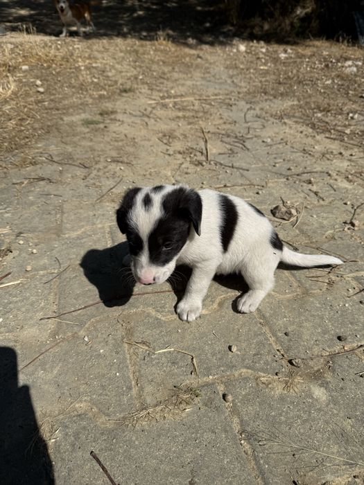 Cães bebés para adoção