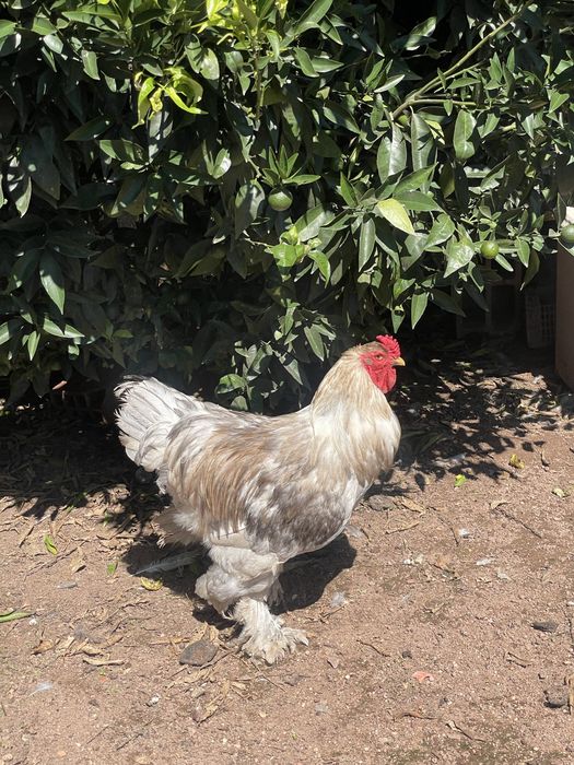 Trio de brahmas cinza