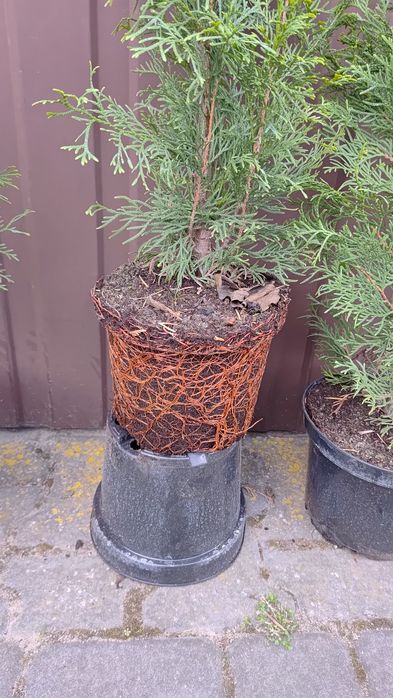 Tuja szmaragd  90 cm