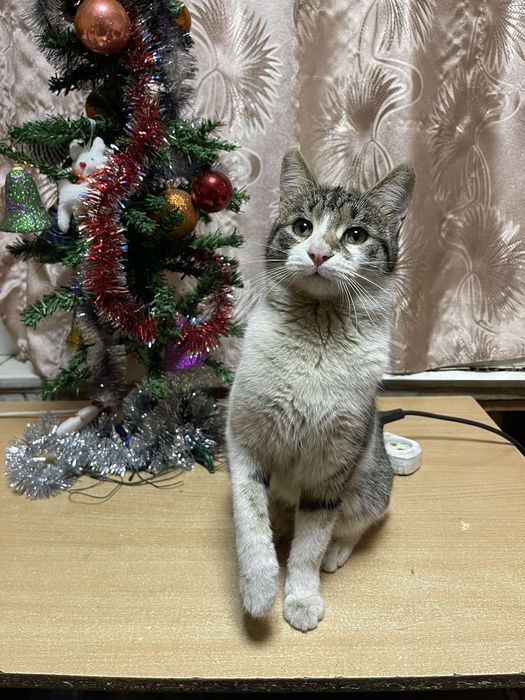 Кузя в поисках дома!