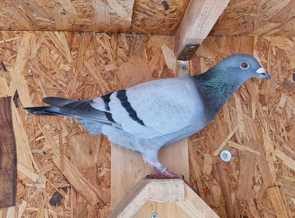 Pombos correios de competição