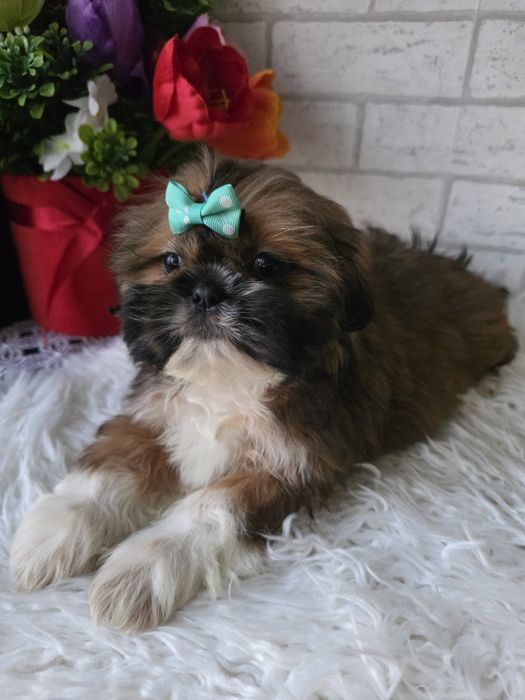 Shih Tzu suczka 2 msc