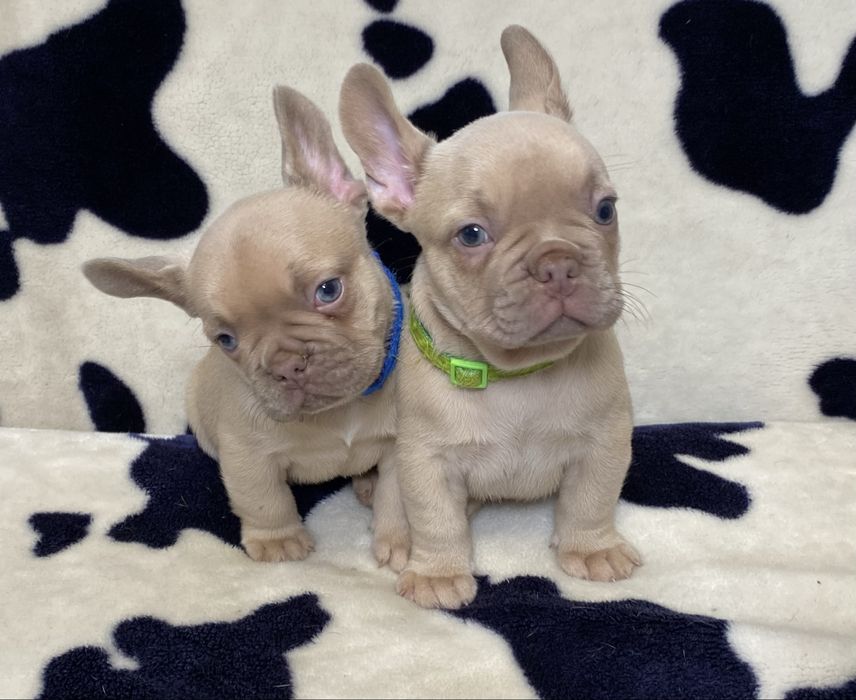 Французький  будьдог