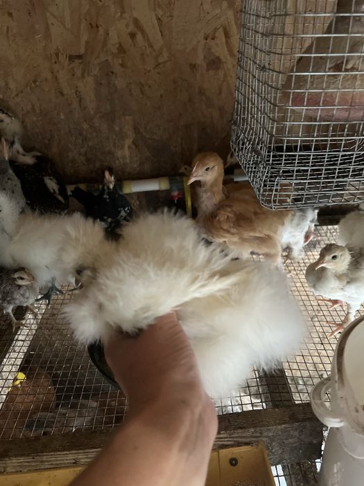 Підрощені курчата китайська шовкова