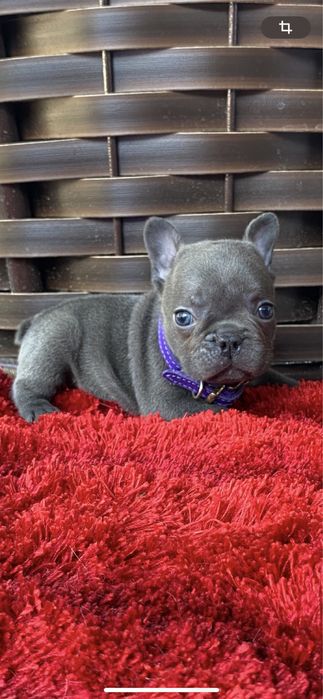 Мальчик французкий бульдог