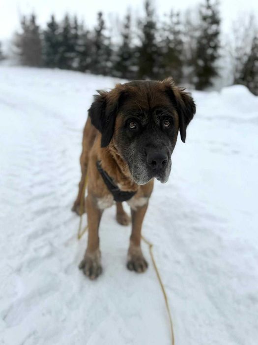 Helga - ogromne serce w dużym ciele szuka domu