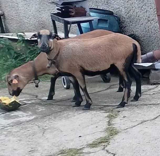 Oddam kozy i owce REZERWACJA