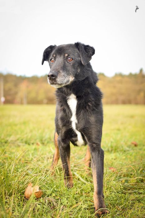 Topik nie ma czasu czekać - podaruj ciepły dom - adoptuj