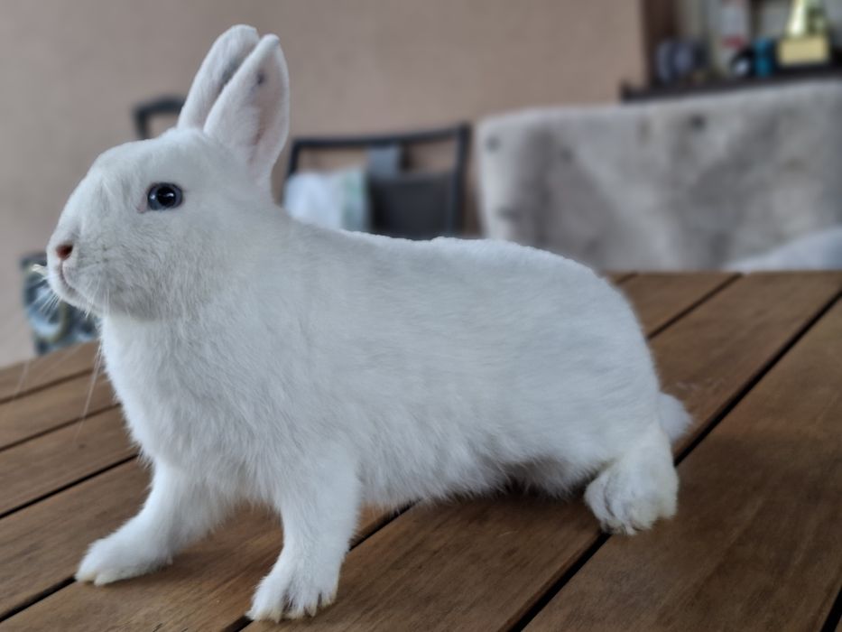 Hermelin Niebieskooki ,karzełek królik. Rodowód