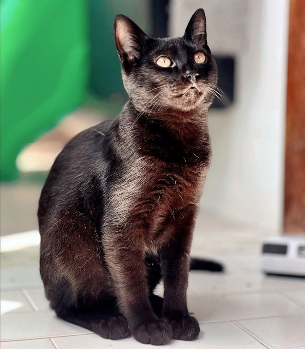 Gatinhos para adopção