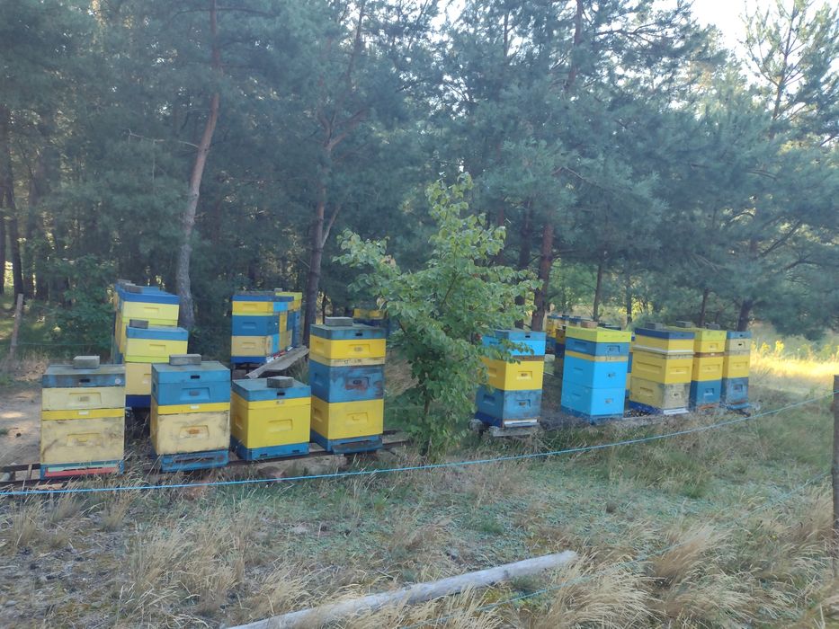 Ule wielkopolskie z pszczołami