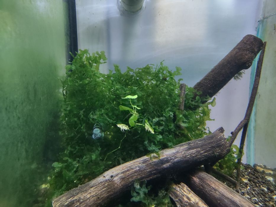 Roślina akwariowa-Pelia wątrobowiec SUBWASSERTAG