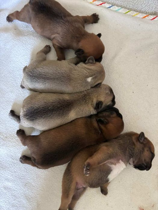 Цуценята французького бульдога