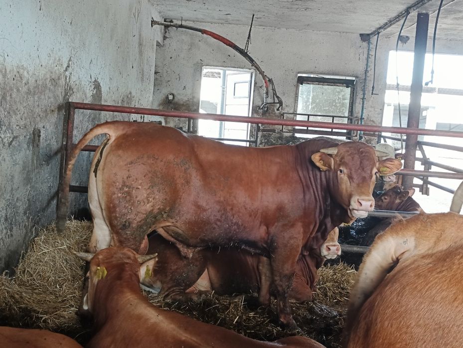 Buhaje rozplodowe Limousine