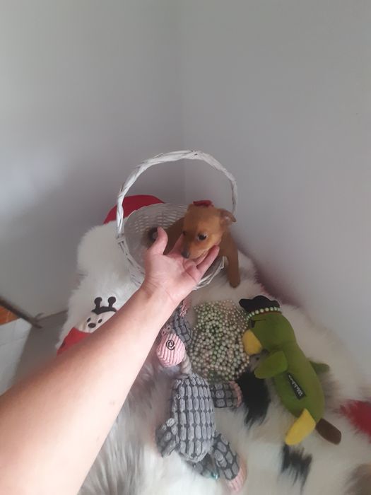Bebé machinho porte pequeno