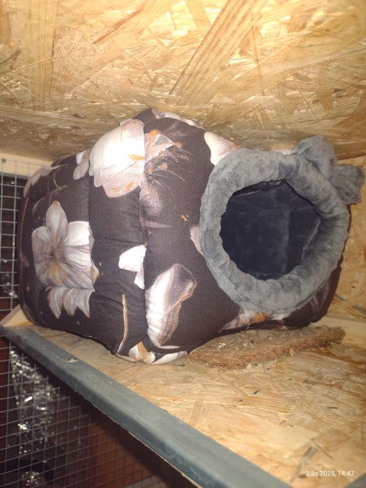 Sprzedam dwie koszatniczki razem z klatka