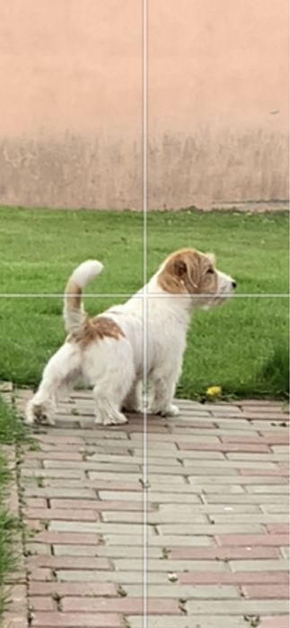 Джек Рассел шукає дівчину