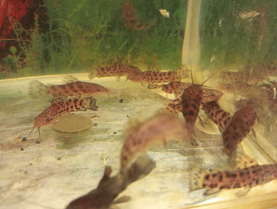 Kiryśnik czarnoplamy