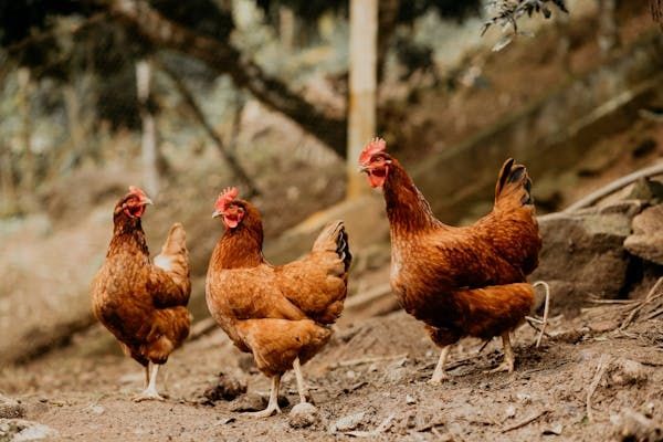 Продам КУРЕЙ несушок! Безкоштовна доставка ! Александровка