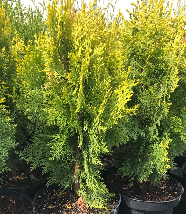 Tuja Danica , Mirjam , Horseri, Szmaragd, Brabant, Tuja książkowa