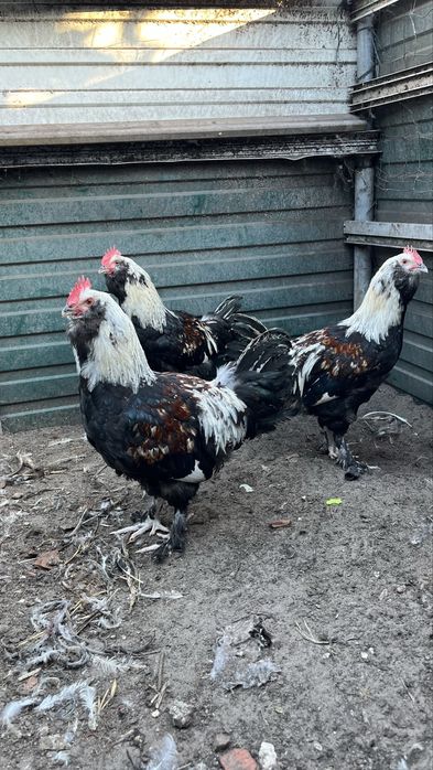 Galos marans , pedres portuguesa, faverolles