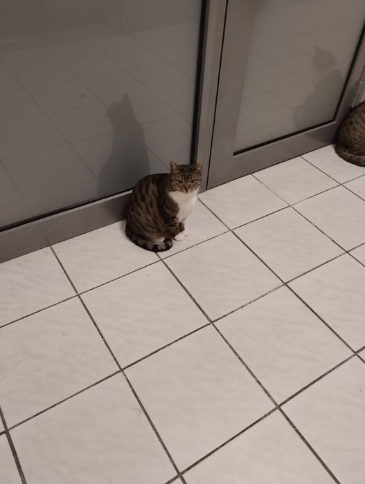 Kocia rodzina do adopcji lub na dom tymczasowy