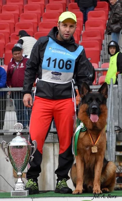 Cachorro Pastor Alemão Puro filho e neto de Campeões