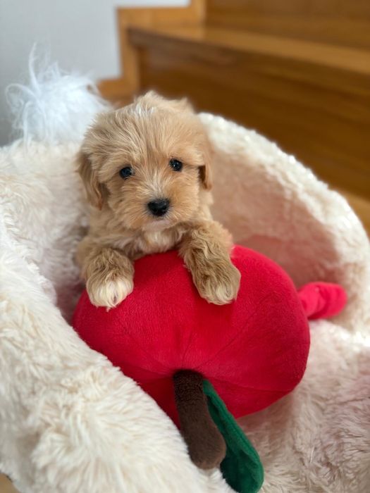Maltipoo Samiec Badania genetyczne Art Puppies