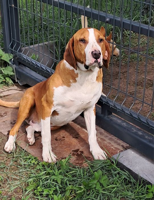 Łatek 2lata szuka domu