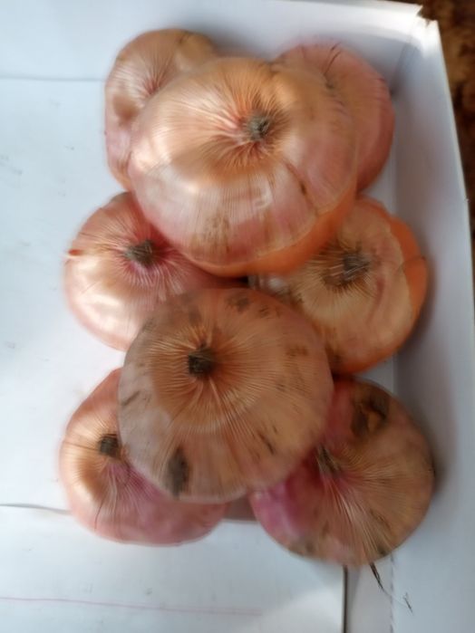 Цибулини гладіолусів