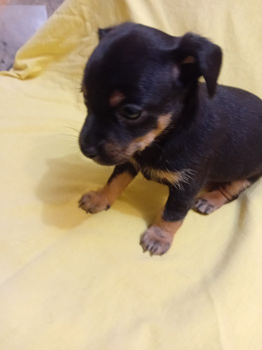 Продажа цуценят той-тер'єра