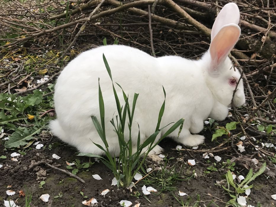 Термонці кролики