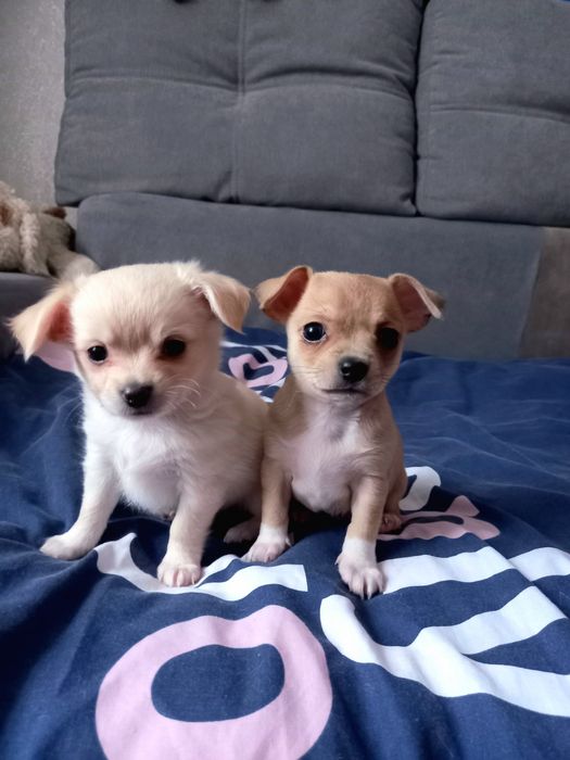 Мальчики- чиахуашки