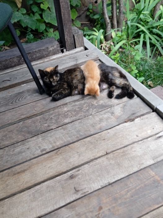 кошеня віддамо у добрі руки