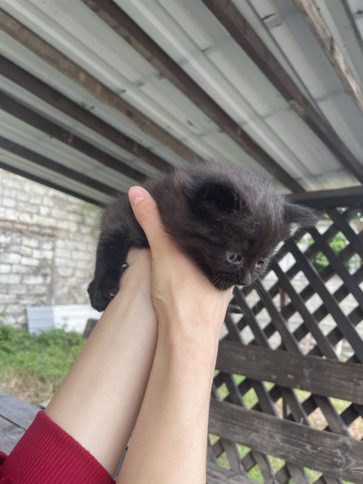 Котики. Кошенята. Кіт.