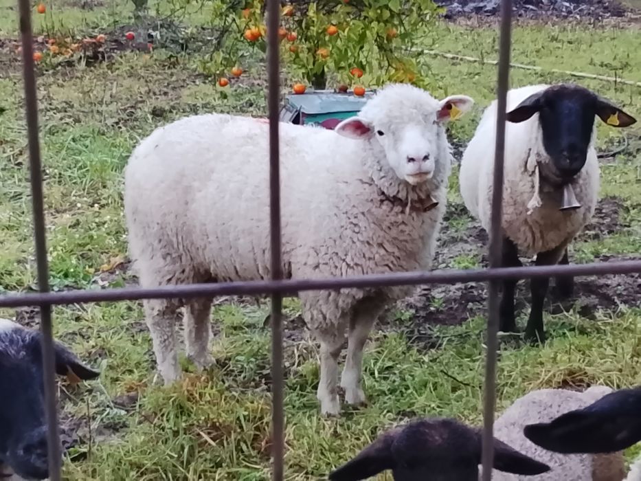 Borrego muito boas linhas para reprodução