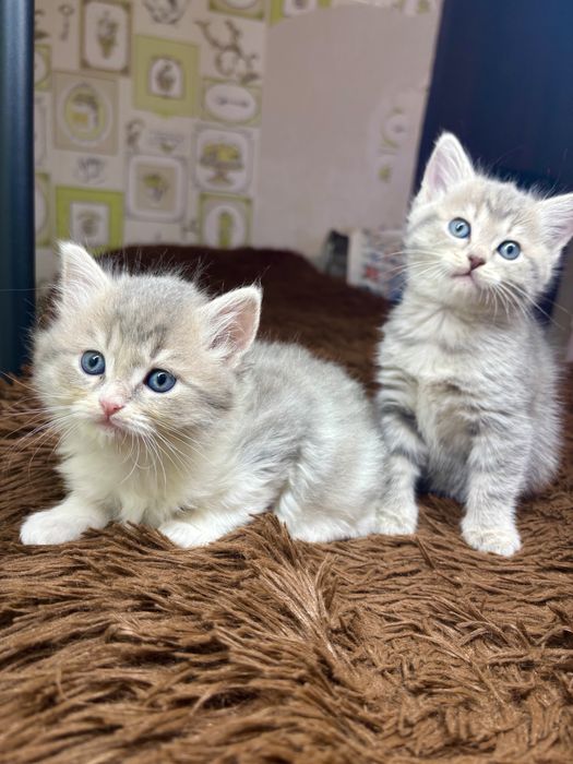 Шотланские детки шиншиллы