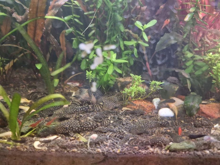 Glonojady Albinosy i zwykle