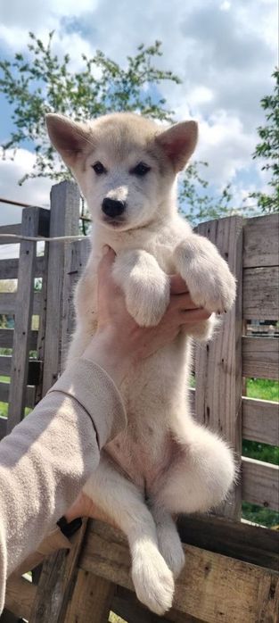 Щенки Сибирский Хаски Бесплатно