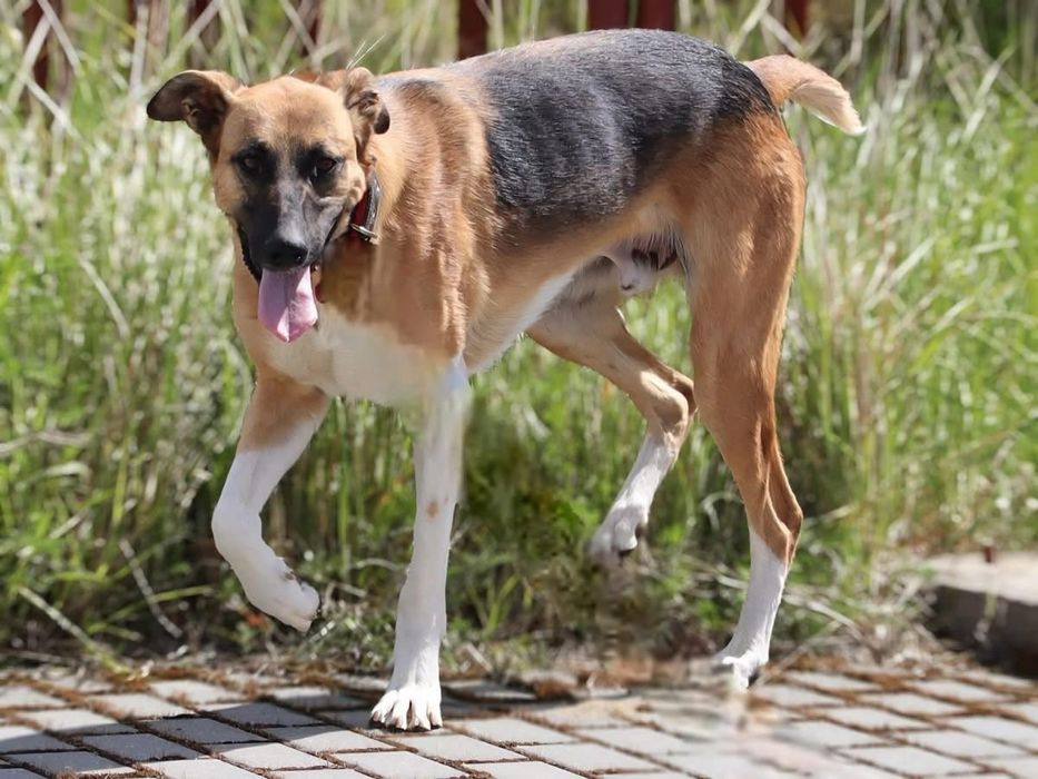 Duży piesek Strauss szuka domku